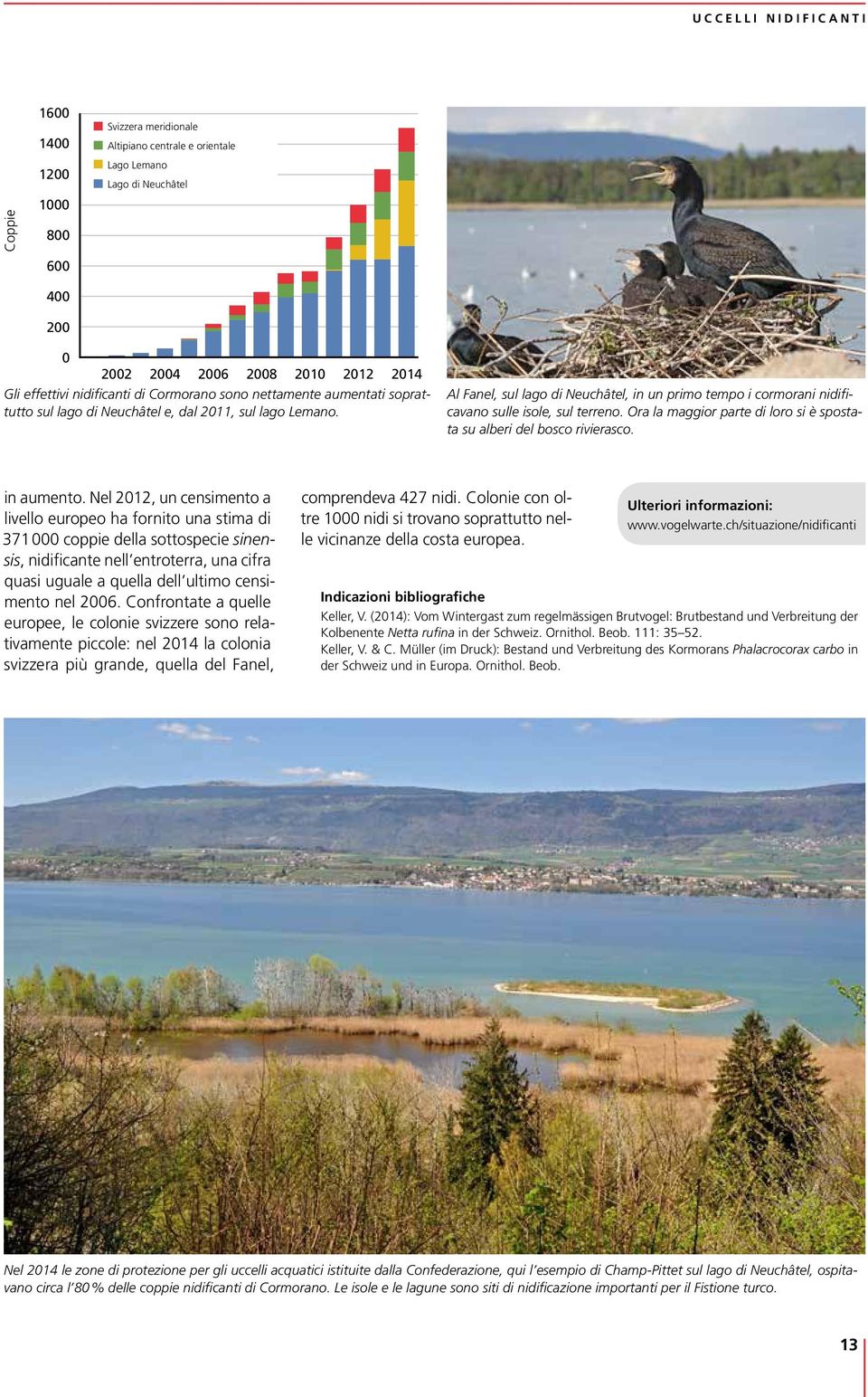 Al Fanel, sul lago di Neuchâtel, in un primo tempo i cormorani nidificavano sulle isole, sul terreno. Ora la maggior parte di loro si è spostata su alberi del bosco rivierasco. in aumento.