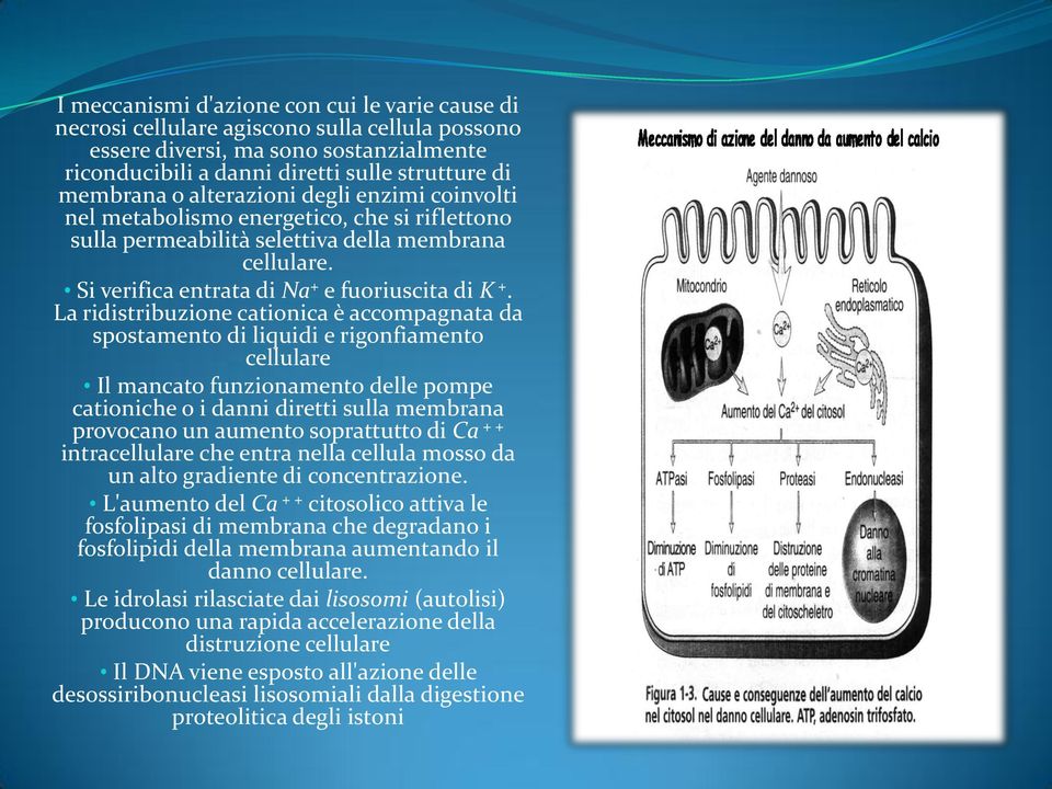 La ridistribuzione cationica è accompagnata da spostamento di liquidi e rigonfiamento cellulare Il mancato funzionamento delle pompe cationiche o i danni diretti sulla membrana provocano un aumento