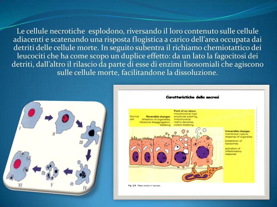 In seguito subentra il richiamo chemiotattico dei leucociti che ha come scopo un duplice effetto: da un lato la