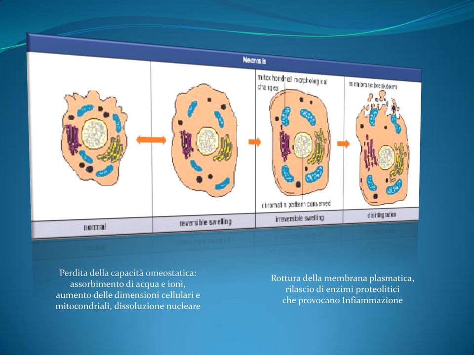 mitocondriali, dissoluzione nucleare Rottura della