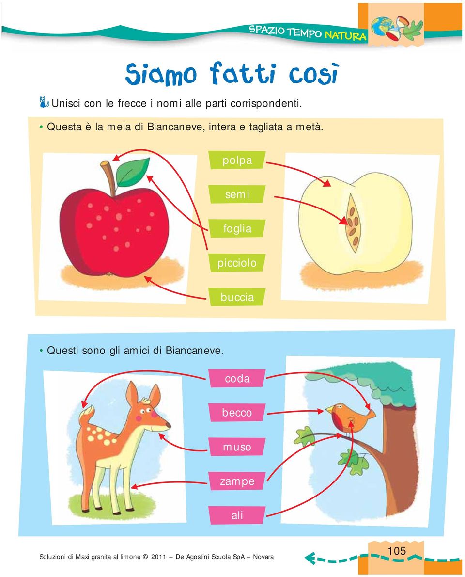 Questa è la mela di Biancaneve, intera e tagliata a metà.