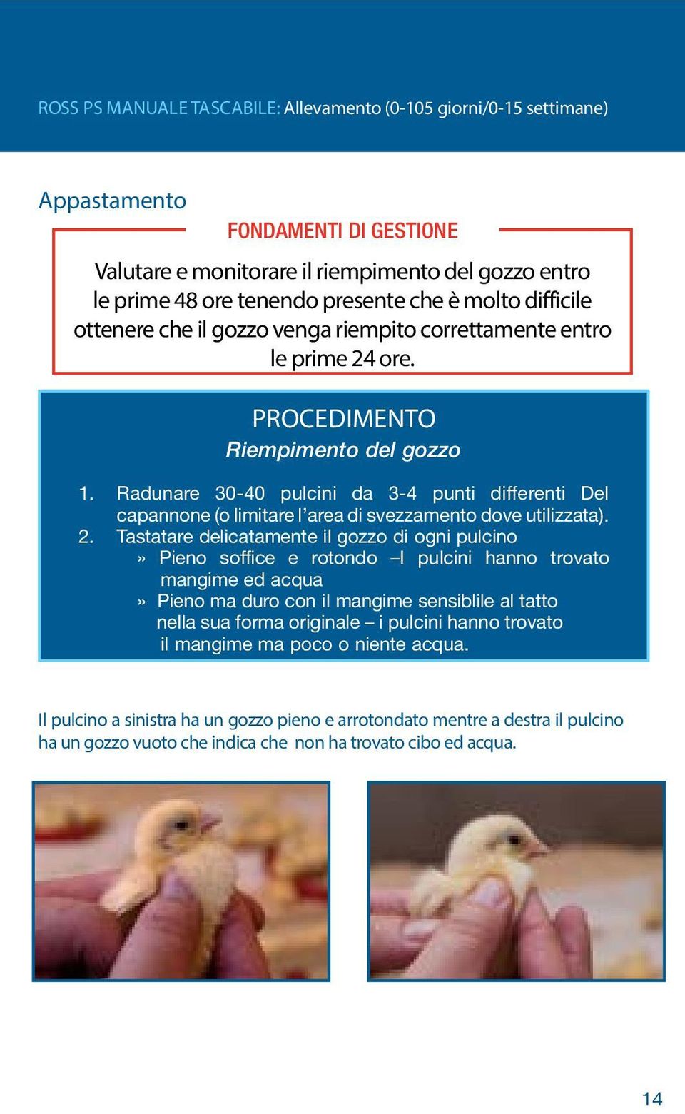 Radunare 30-40 pulcini da 3-4 punti differenti Del capannone (o limitare l area di svezzamento dove utilizzata). 2.