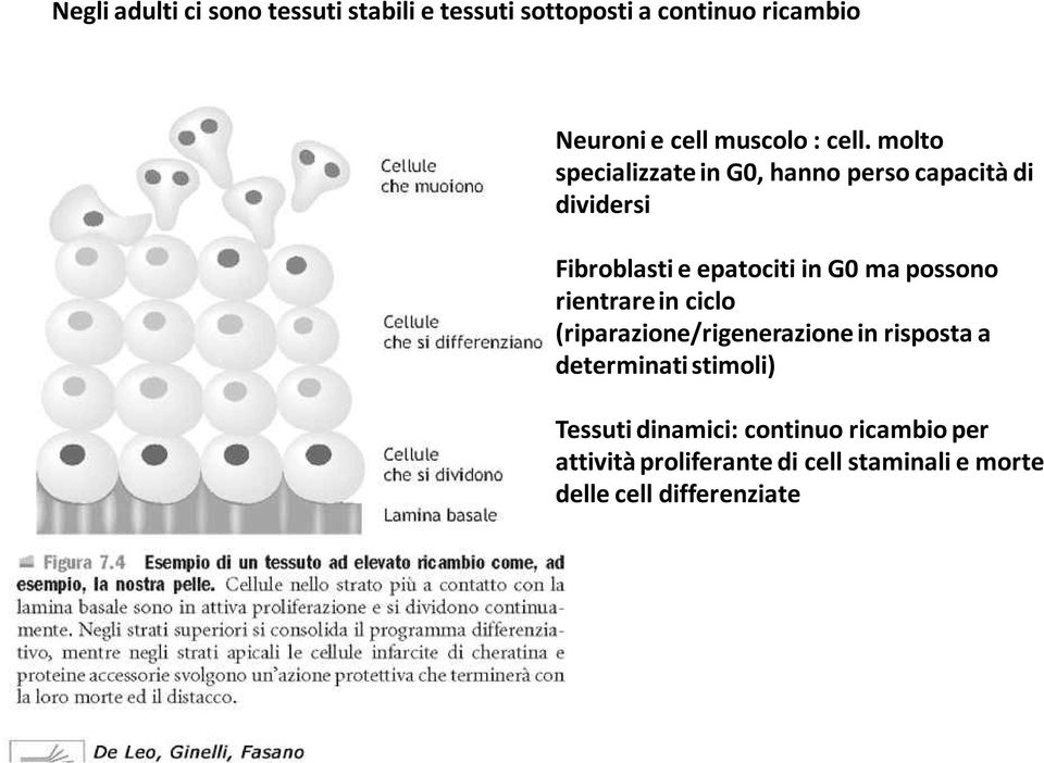 molto specializzate in G0, hanno perso capacità di dividersi Fibroblasti e epatociti in G0 ma