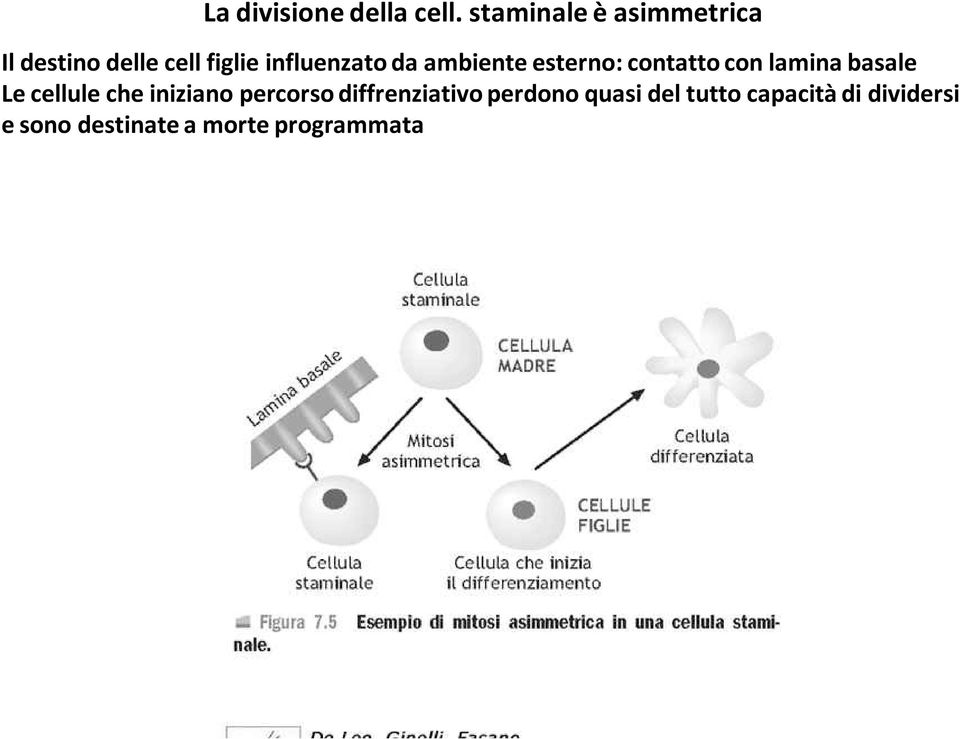 da ambiente esterno: contatto con lamina basale Le cellule che