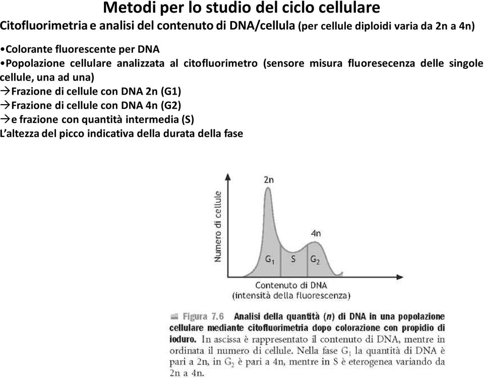 (sensore misura fluoresecenza delle singole cellule, una ad una) Frazione di cellule con DNA 2n (G1) Frazione di