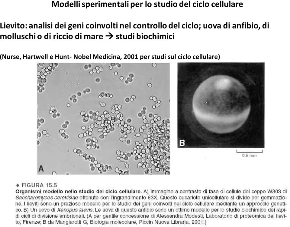 anfibio, di molluschi o di riccio di mare studi biochimici