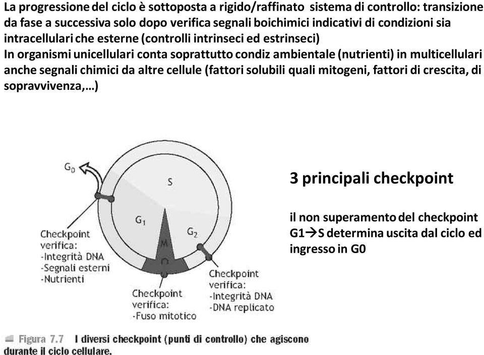 soprattutto condiz ambientale (nutrienti) in multicellulari anche segnali chimici da altre cellule (fattori solubili quali mitogeni,