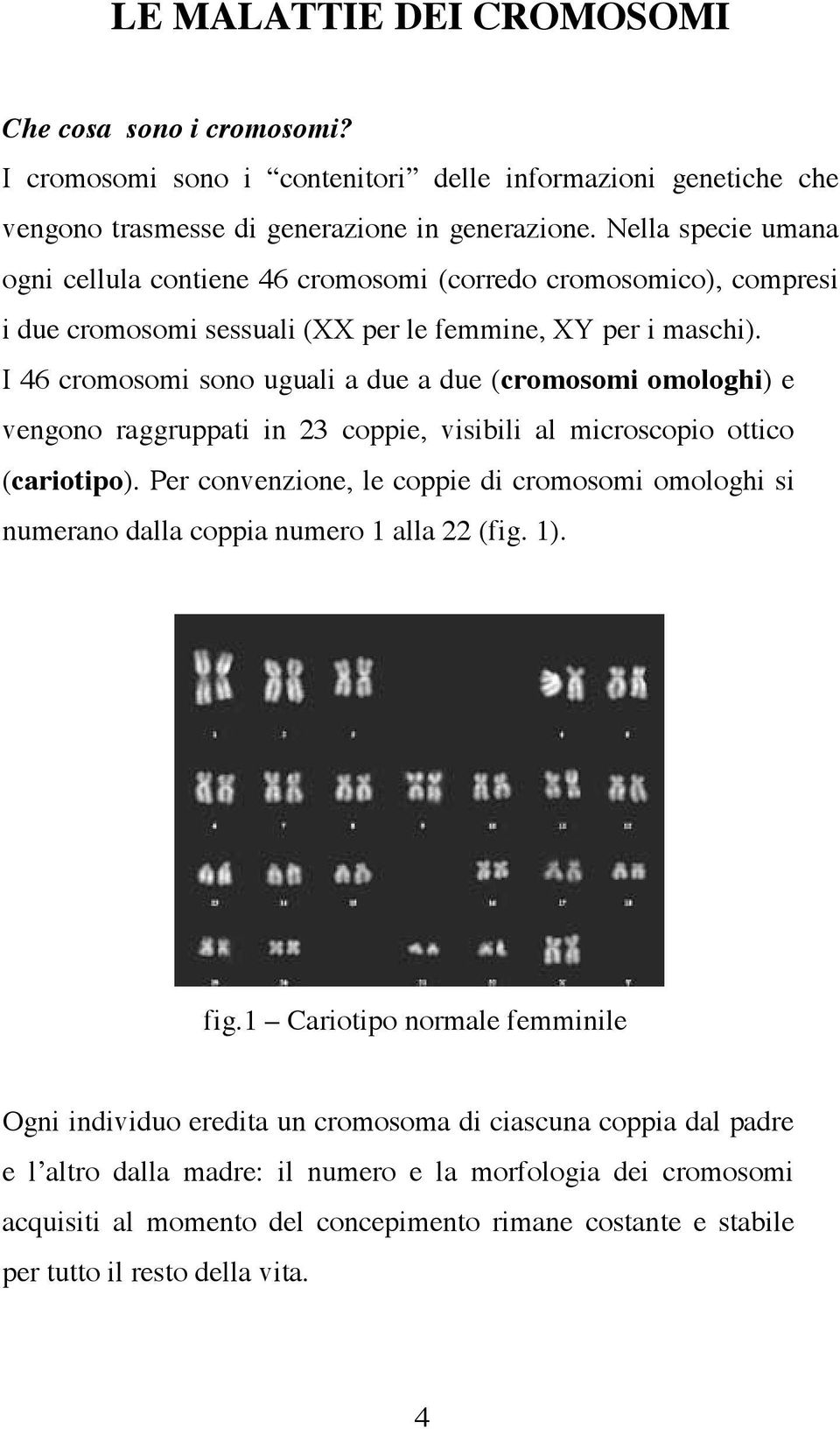 I 46 cromosomi sono uguali a due a due (cromosomi omologhi) e vengono raggruppati in 23 coppie, visibili al microscopio ottico (cariotipo).