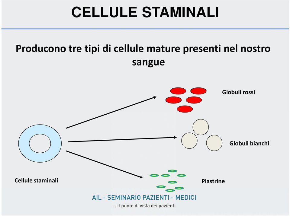 nel nostro sangue Globuli rossi