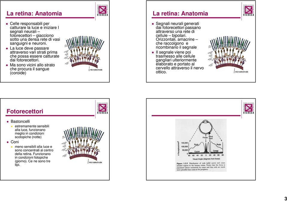 Ma sono vicini allo strato che procura il sangue (coroide) La retina: Anatomia Segnali neurali generati dai fotorecettori passano attraverso una rete di cellule bipolari.