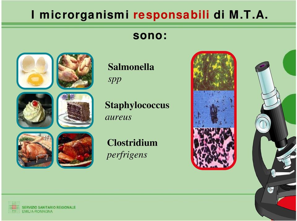 sono: Salmonella spp