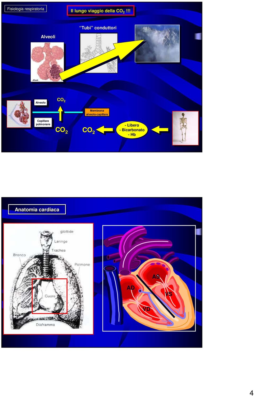 !! 2!!! Tubi conduttori Alveoli Alveolo Alveolo CO 2 Capillare