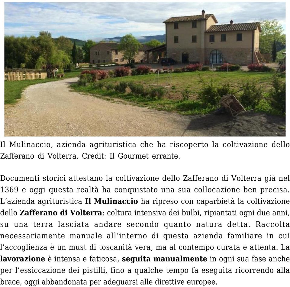 L azienda agrituristica Il Mulinaccio ha ripreso con caparbietà la coltivazione dello Zafferano di Volterra: coltura intensiva dei bulbi, ripiantati ogni due anni, su una terra lasciata andare