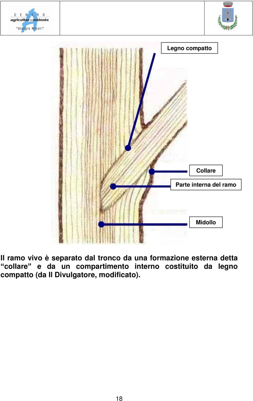 esterna detta collare e da un compartimento interno