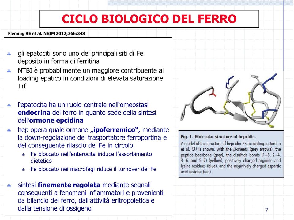 condizioni di elevata saturazione Trf l epatocita ha un ruolo centrale nell omeostasi endocrina del ferro in quanto sede della sintesi dell ormone epcidina hep opera quale ormone ipoferremico,