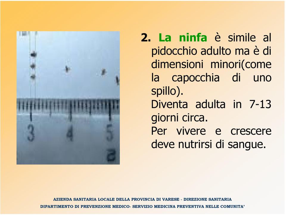 spillo). Diventa adulta in 7-13 giorni circa.