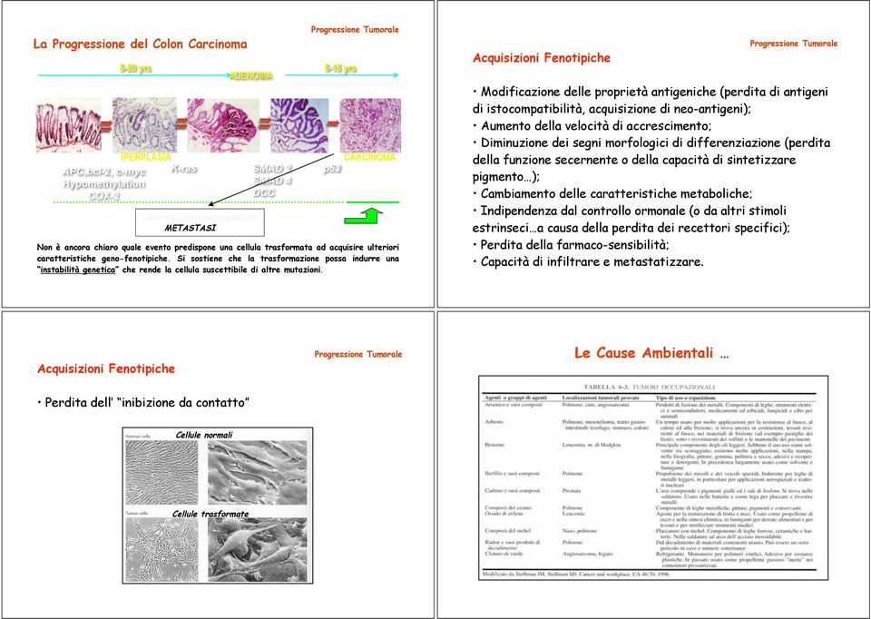 . Si sostiene che la trasformazione possa indurre una instabilità genetica che rende la cellula suscettibile di altre mutazioni.