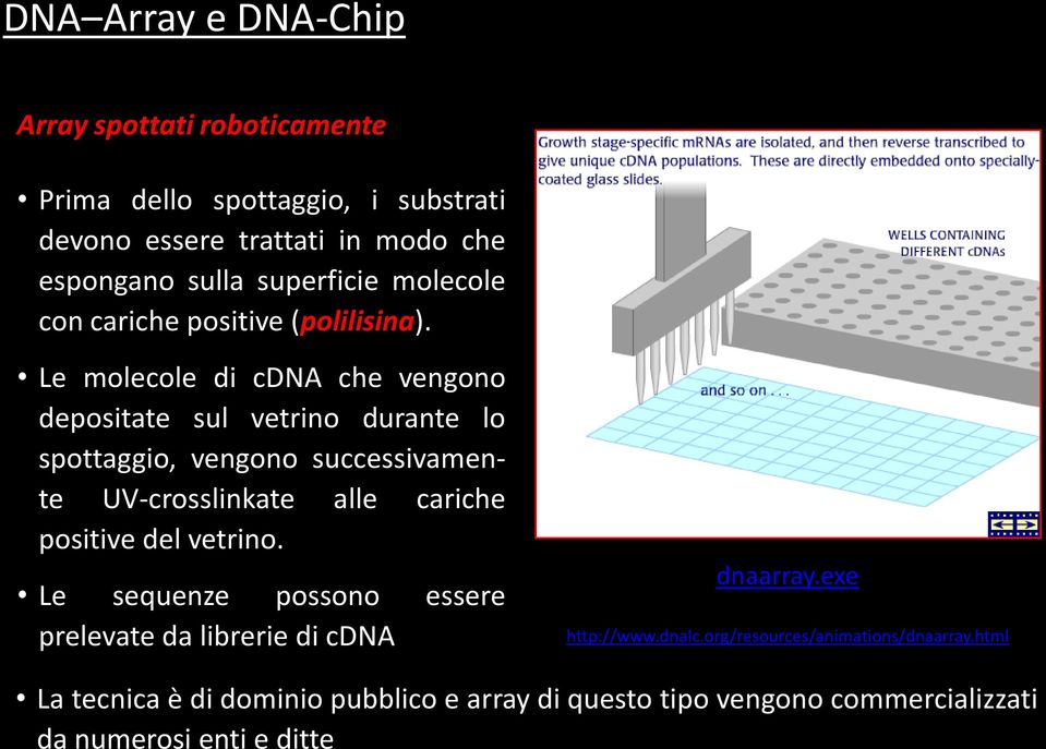 Le molecole di cdna che vengono depositate sul vetrino durante lo spottaggio, vengono successivamente UV-crosslinkate alle cariche