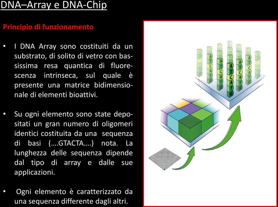 Su ogni elemento sono state depositati un gran numero di oligomeri identici costituita da una sequenza di basi (.GTACTA.