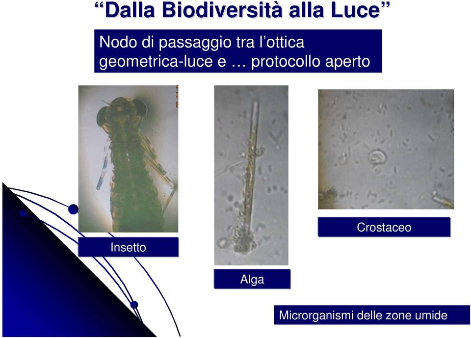 geometrica-luce e protocollo aperto