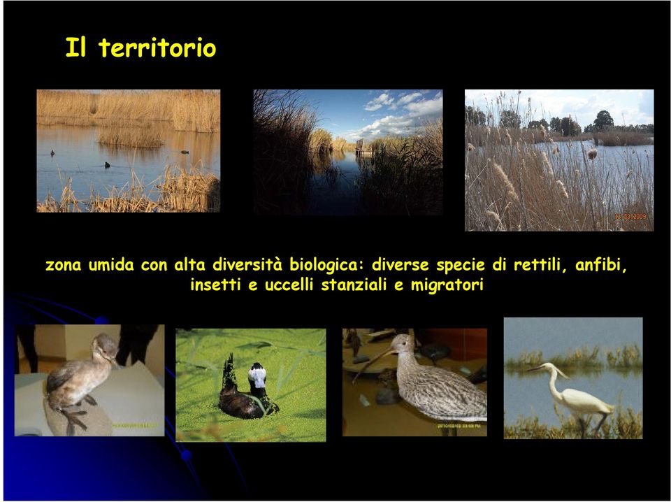 diverse specie di rettili,