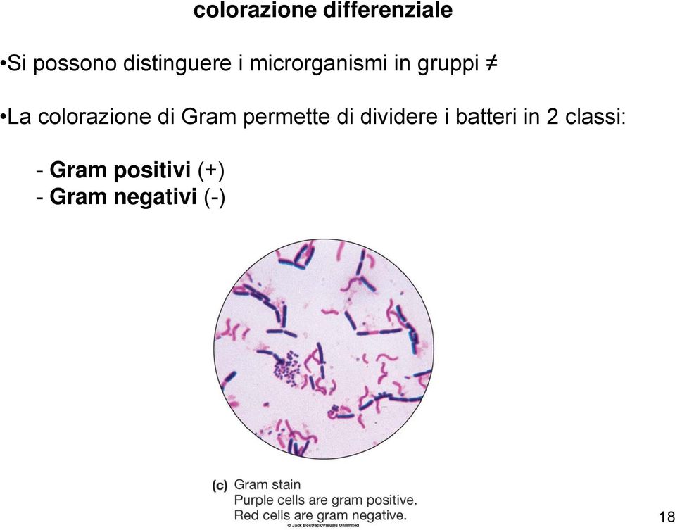 colorazione di Gram permette di dividere i