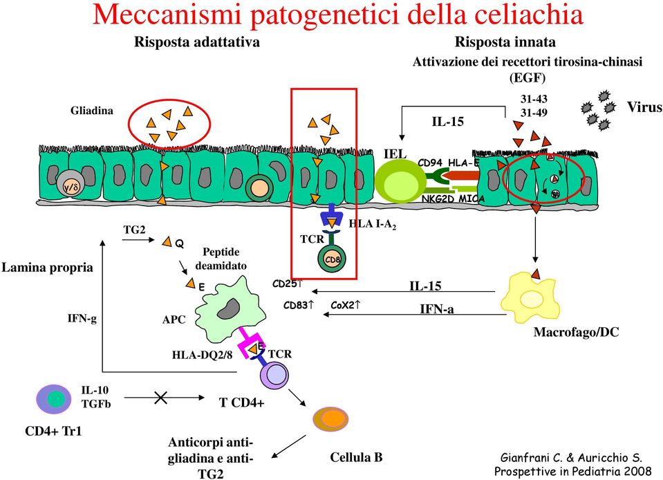 deamidato E TCR CD8 CD25 HLA I-A 2 IL-15 IFN-g APC HLA-DQ2/8 E TCR CD83 CoX2 IFN-a Macrofago/DC IL-10 TGFb T