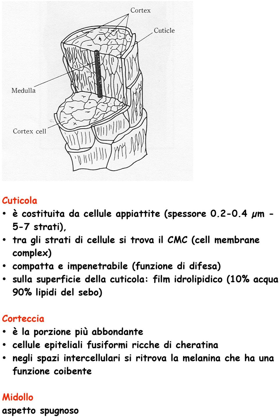 (funzione di difesa) sulla superficie della cuticola: film idrolipidico (10% acqua 90% lipidi del sebo) Corteccia è