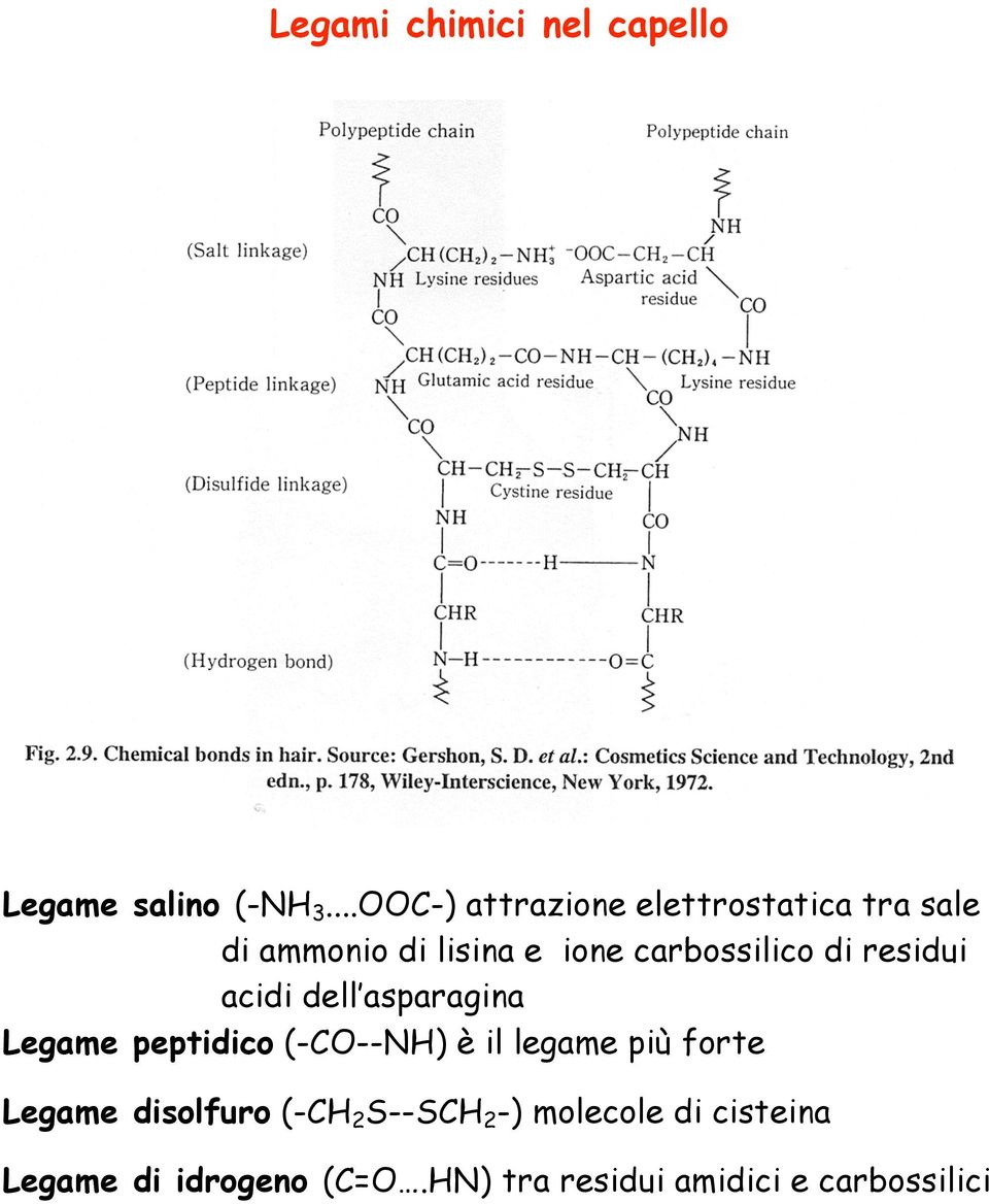 di residui acidi dell asparagina Legame peptidico (-CO--NH) è il legame più forte