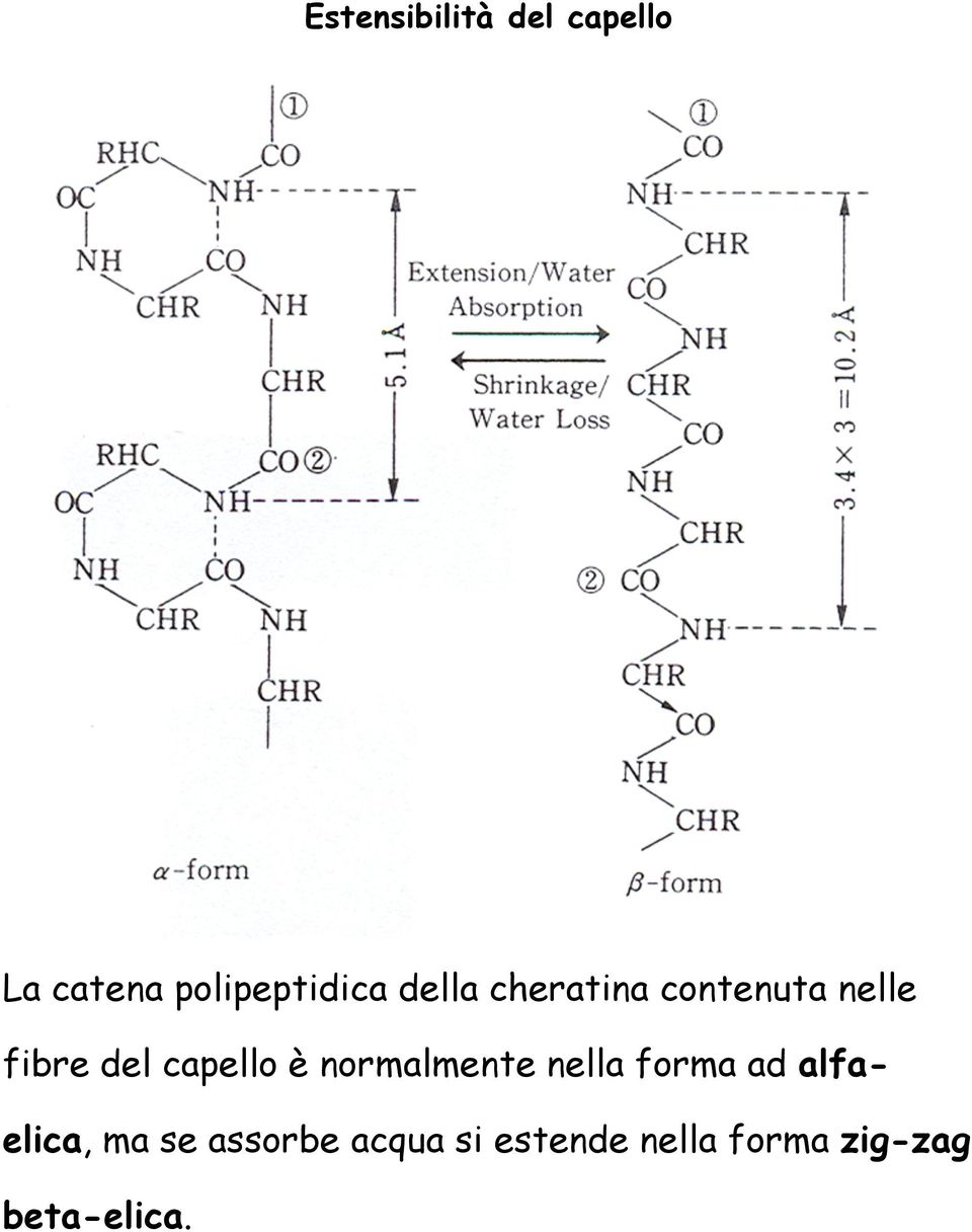 è normalmente nella forma ad alfaelica, ma se