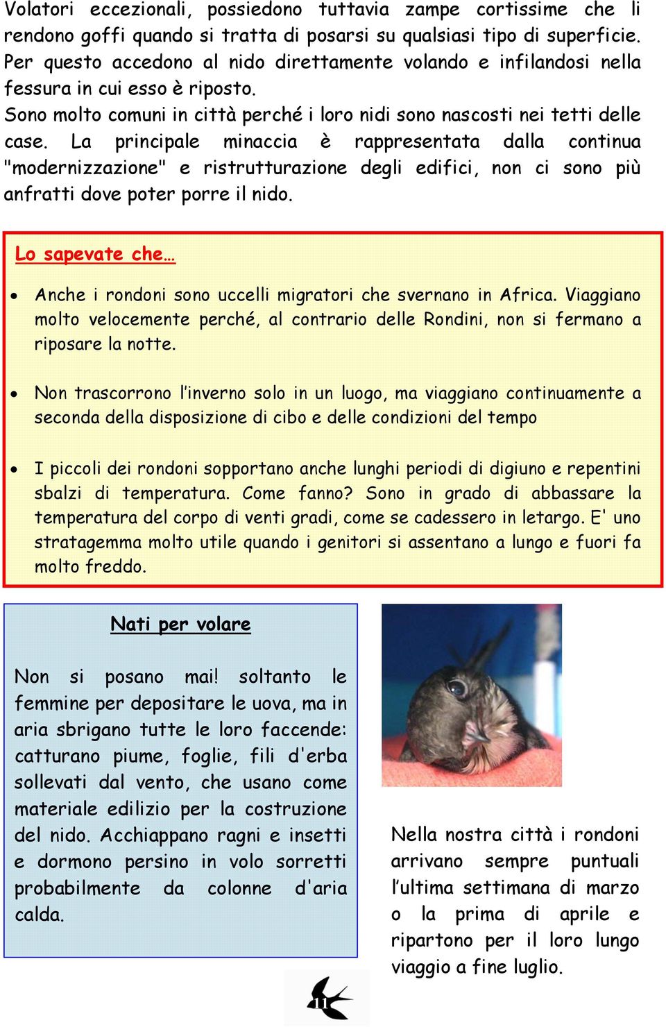 La principale minaccia è rappresentata dalla continua "modernizzazione" e ristrutturazione degli edifici, non ci sono più anfratti dove poter porre il nido.