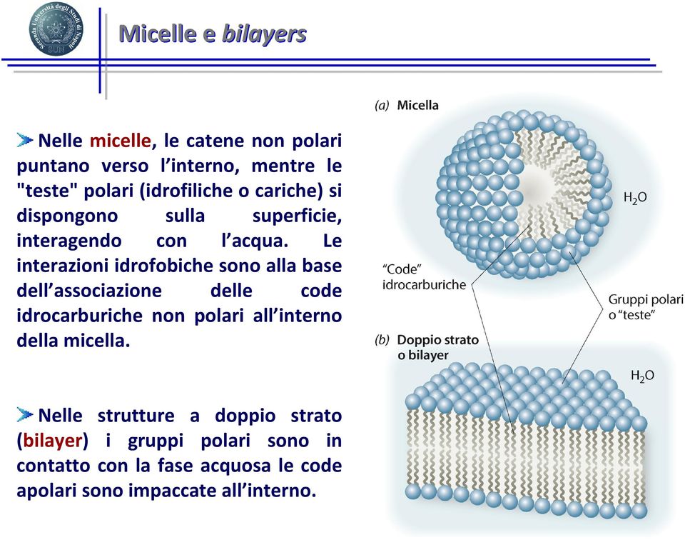 Le interazioni idrofobiche sono alla base dell associazione delle code idrocarburiche non polari all interno