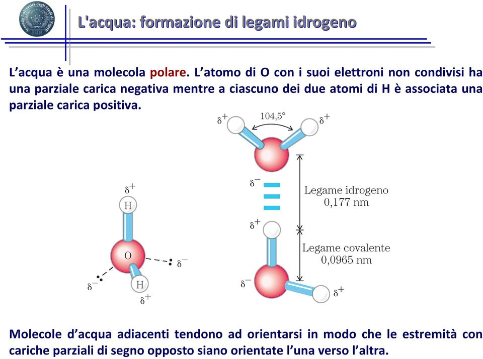 ciascuno dei due atomi di H è associata una parziale carica positiva.