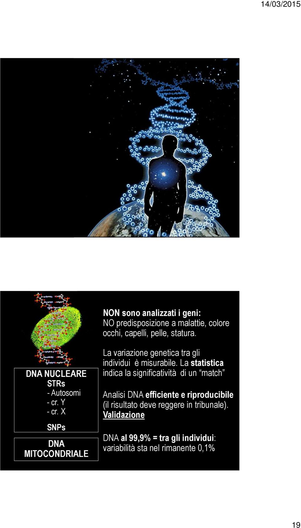 X SNPs DNA MITOCONDRIALE La variazione genetica tra gli individui è misurabile.