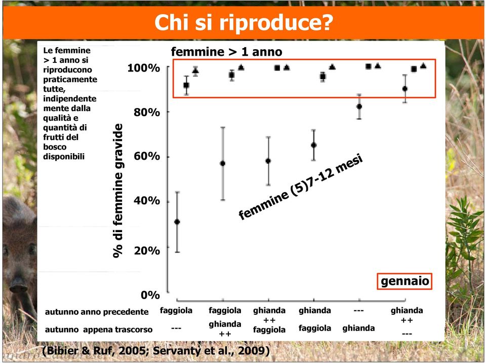 frutti del bosco disponibili femmin ne gravid de 100% 80% 60% 40% femmine > 1 anno % di 20% autunno