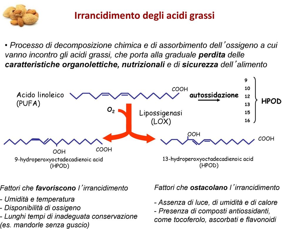 9-hydroperoxyoctadecadienoic acid (HPOD) HPOD COOH 13-hydroperoxyoctadecadienoic acid (HPOD) Fattori che favoriscono l irrancidimento Fattori che ostacolano l irrancidimento - Umidità e