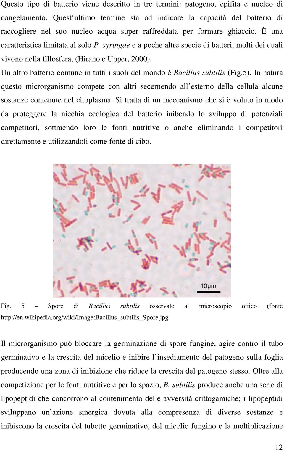 syringae e a poche altre specie di batteri, molti dei quali vivono nella fillosfera, (Hirano e Upper, 2000). Un altro batterio comune in tutti i suoli del mondo è Bacillus subtilis (Fig.5).