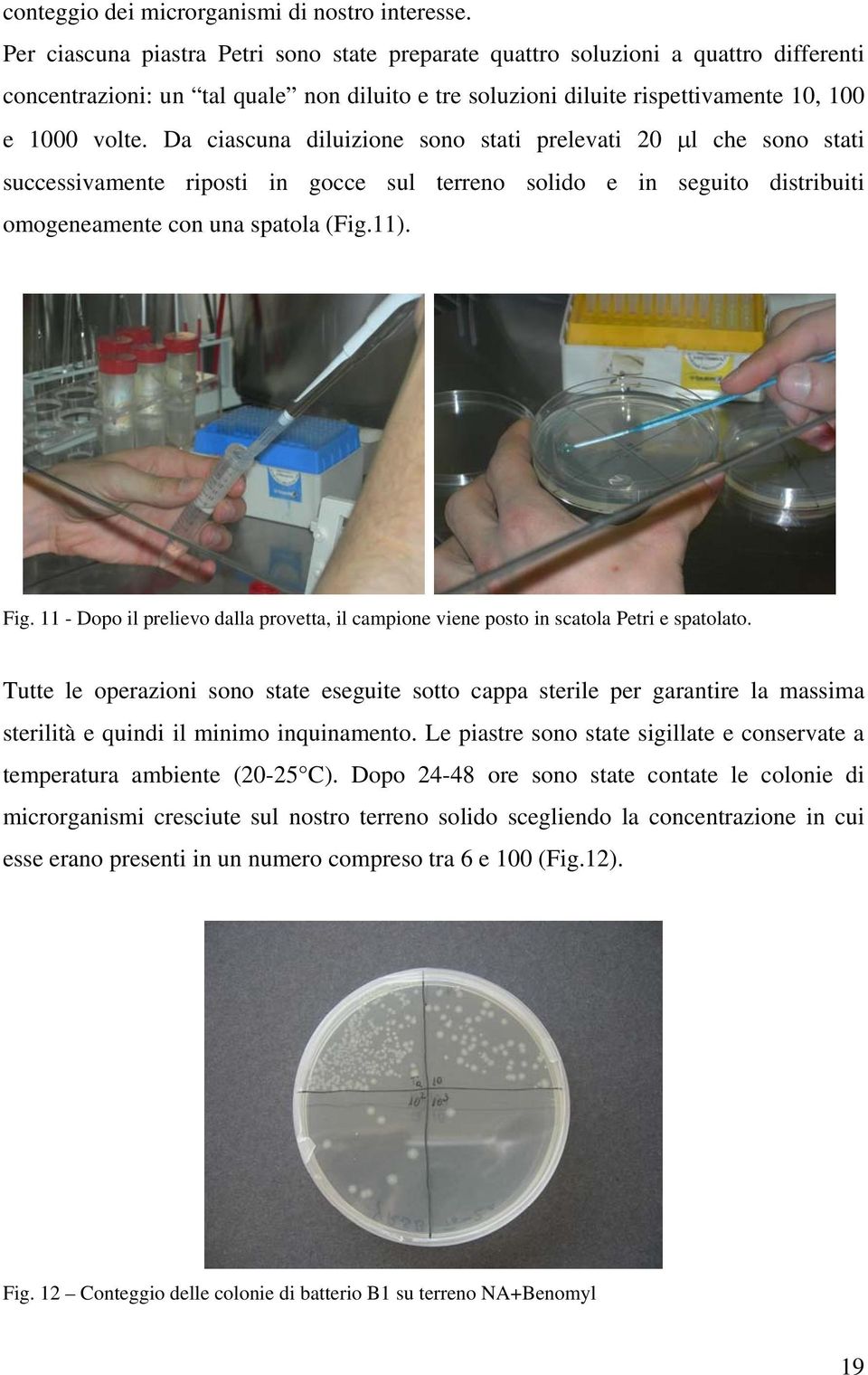 Da ciascuna diluizione sono stati prelevati 20 μl che sono stati successivamente riposti in gocce sul terreno solido e in seguito distribuiti omogeneamente con una spatola (Fig.11). Fig.