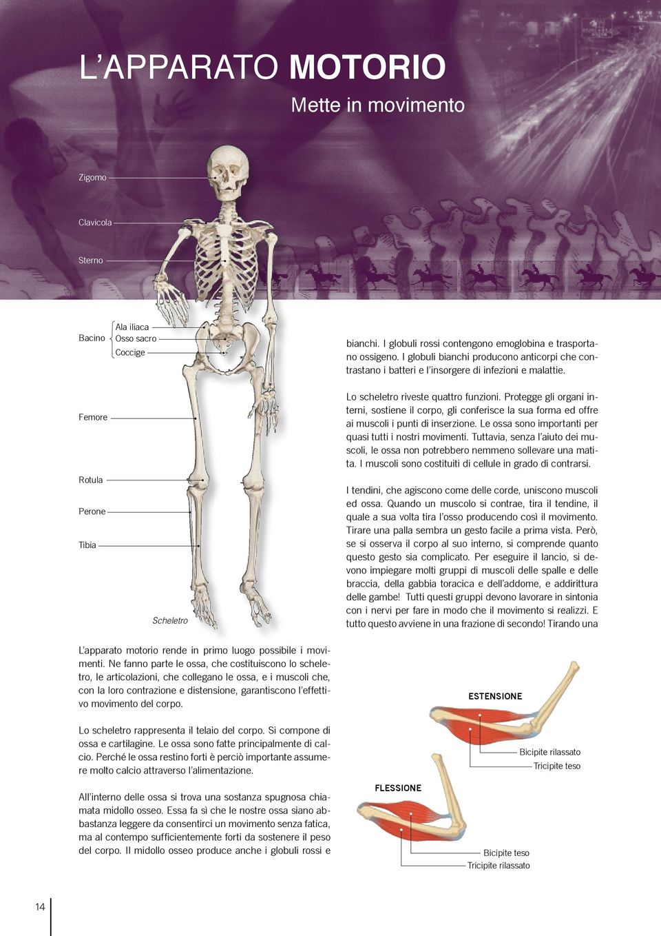 Lo scheletro riveste quattro funzioni. Protegge gli organi interni, sostiene il corpo, gli conferisce la sua forma ed offre ai muscoli i punti di inserzione.