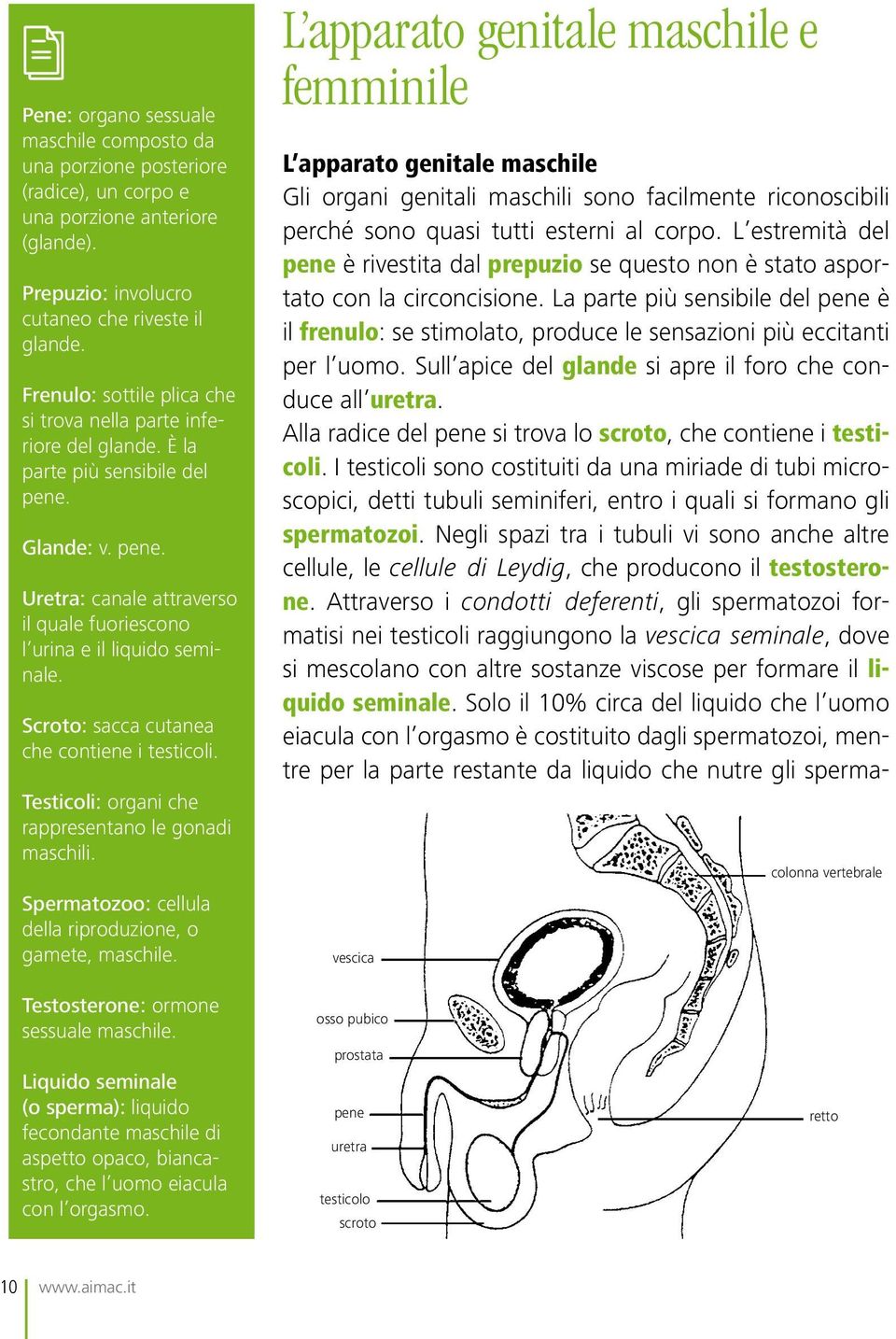 Scroto: sacca cutanea che contiene i testicoli. Testicoli: organi che rappresentano le gonadi maschili. Spermatozoo: cellula della riproduzione, o gamete, maschile.