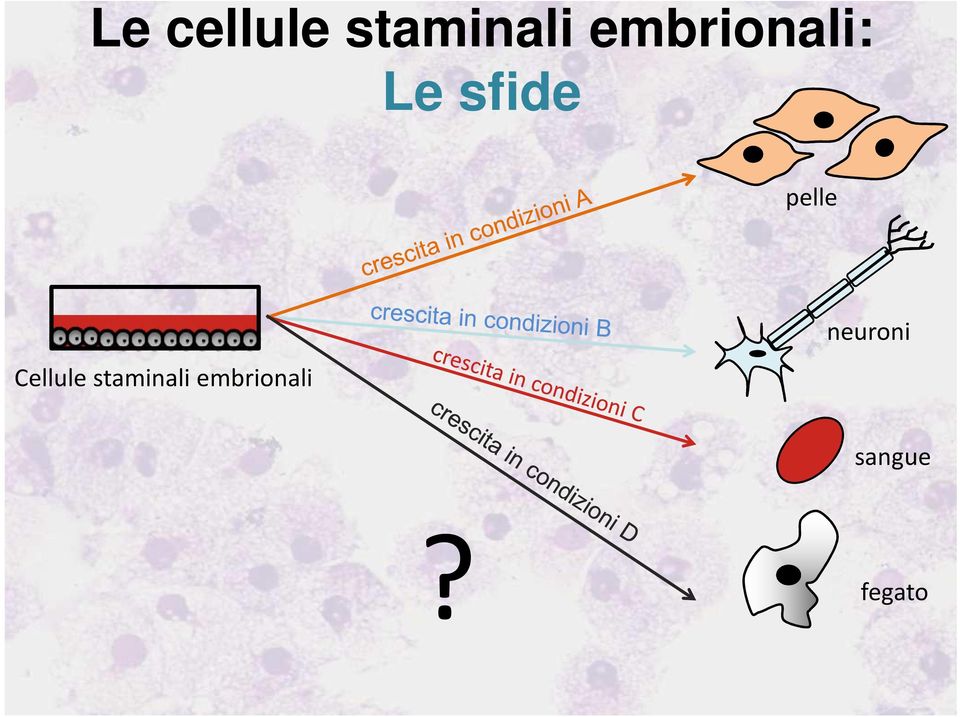 pelle Cellule staminali