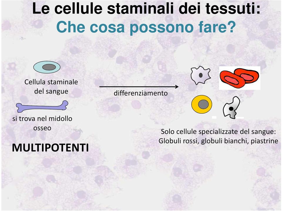 nel midollo osseo MULTIPOTENTI Solo cellule