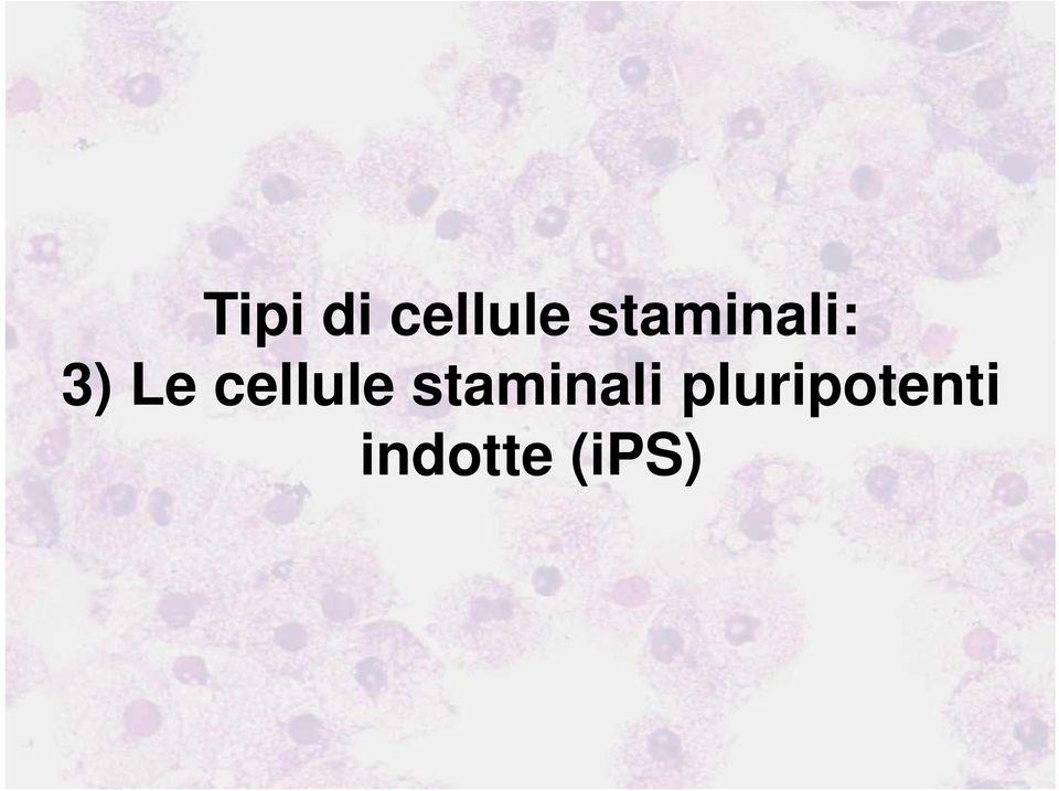 cellule staminali