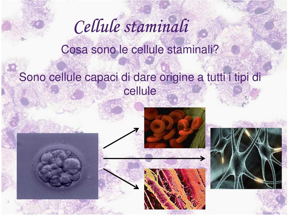 Sono cellule capaci di dare