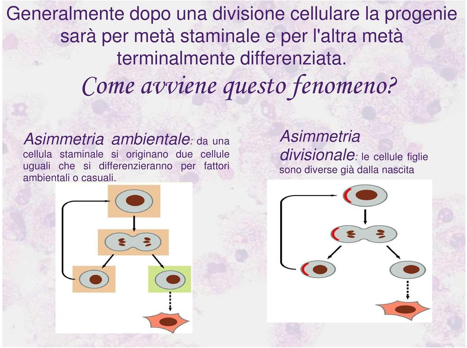 Asimmetria ambientale: da una cellula staminale si originano due cellule uguali che si