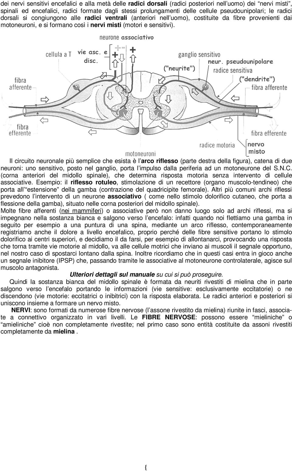 Il circuito neuronale più semplice che esista è l arco riflesso (parte destra della figura), catena di due neuroni: uno sensitivo, posto nel ganglio, porta l impulso dalla periferia ad un motoneurone