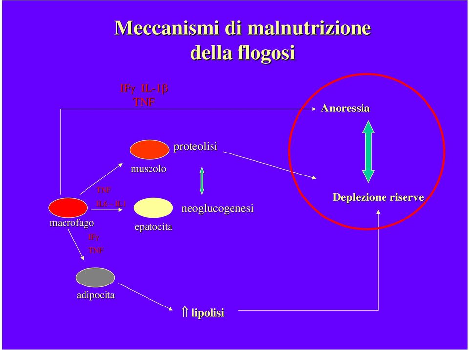 macrofago IFγ TNF IL6 IL1 epatocita