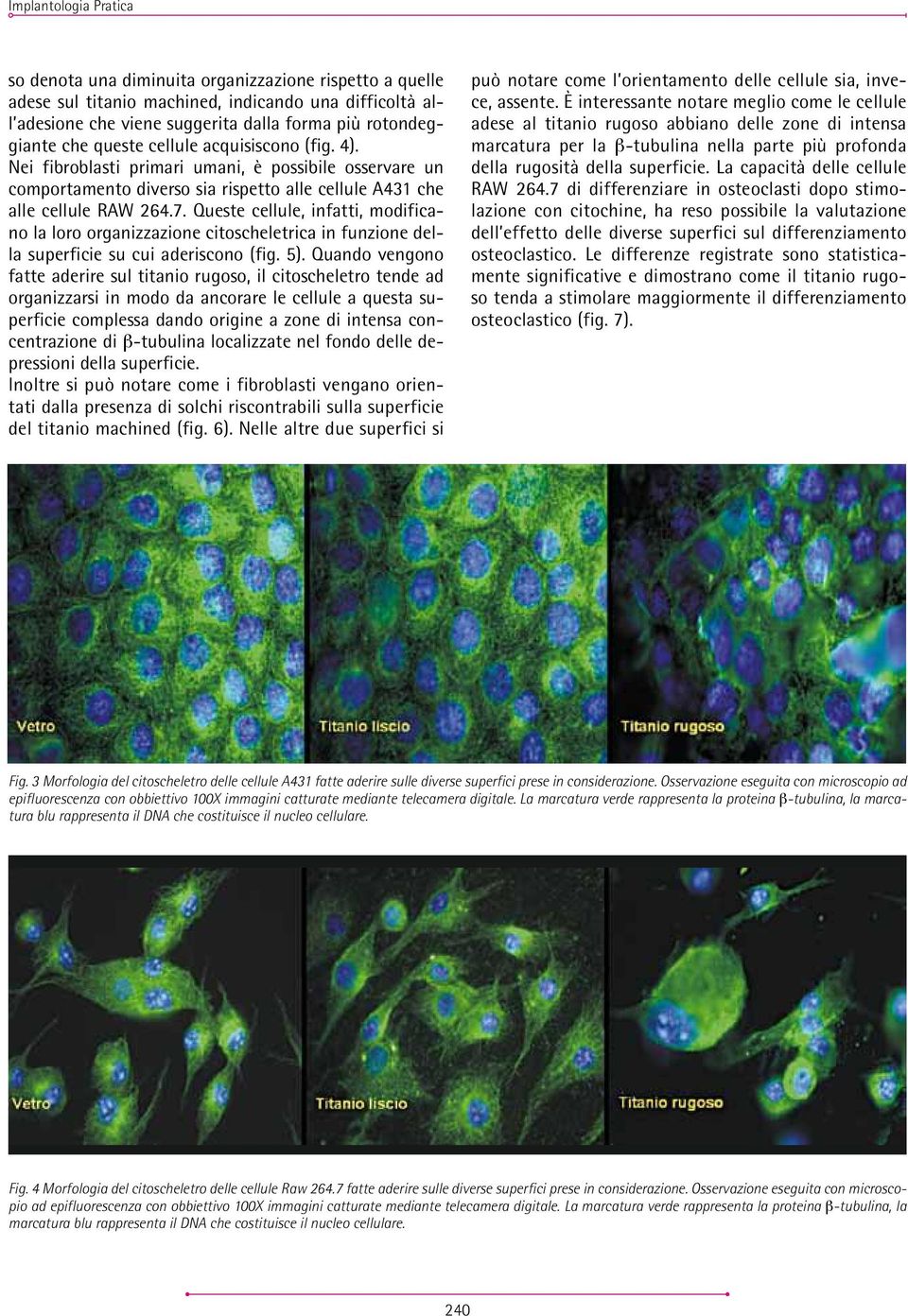 Queste cellule, infatti, modificano la loro organizzazione citoscheletrica in funzione della superficie su cui aderiscono (fig. 5).