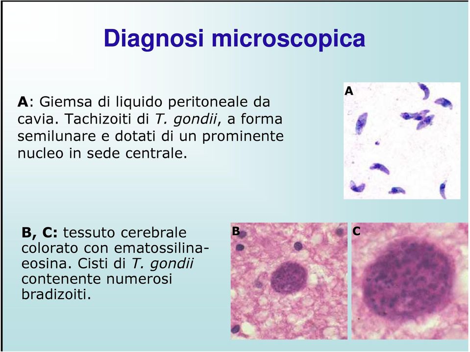 gondii, a forma semilunare e dotati di un prominente nucleo in sede