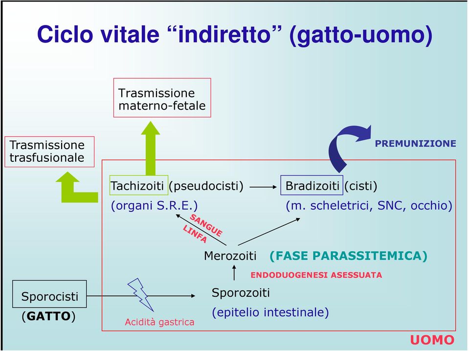 scheletrici, SNC, occhio) Merozoiti (FASE PARASSITEMICA) Sporocisti (GATTO)